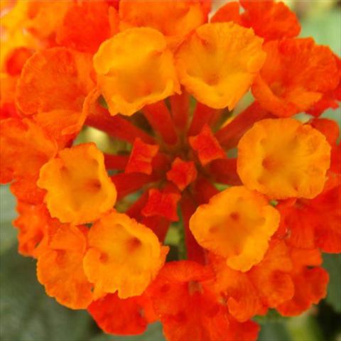 Photos von Blumenvarianten benutzt als: Topf und Beet Lantana camara Bandana Landscape Red