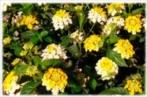 Photos von Blumenvarianten benutzt als: Topf und Beet Lantana camara Bandana Lemon Zest