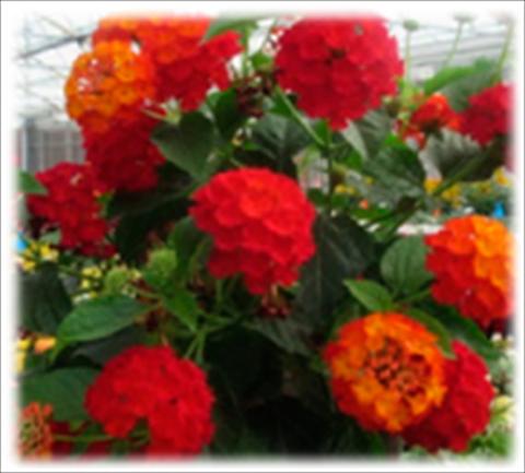 Photos von Blumenvarianten benutzt als: Topf und Beet Lantana camara Bandana Red improved