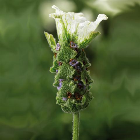 Photos von Blumenvarianten benutzt als: Topf und Beet Lavandula stoechas Javelin White Imp