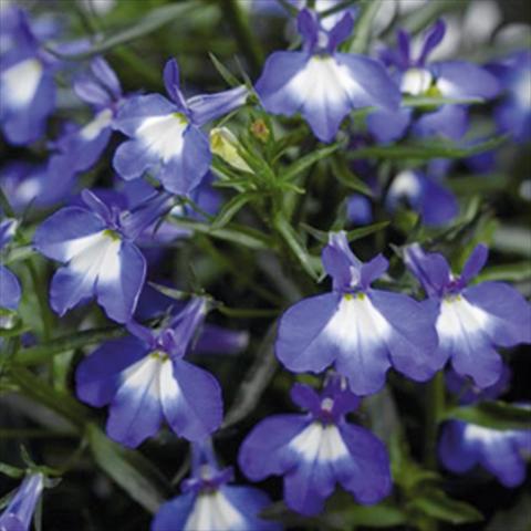 Photos von Blumenvarianten benutzt als: Topf Lobelia erinus Techno DC Big Blue Eye