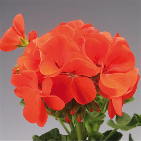 Photos von Blumenvarianten benutzt als: Topf und Beet Pelargonium x hortorum F.1 Pinto Premium Orange