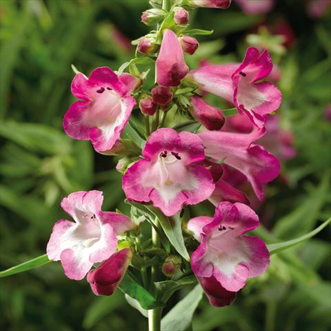 Photos von Blumenvarianten benutzt als: Topf und Beet Penstemon hartwegii Arabesque Orchid