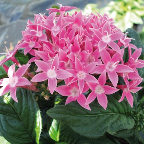 Photos von Blumenvarianten benutzt als: Topf und Beet Pentas lanceolata BeeBright Pink