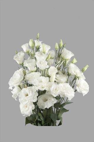 Photos von Blumenvarianten benutzt als: Schnittblume Lisianthus F.1 Super Magic White
