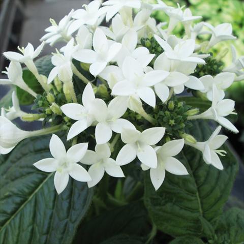 Photos von Blumenvarianten benutzt als: Topf und Beet Pentas lanceolata BeeBright White