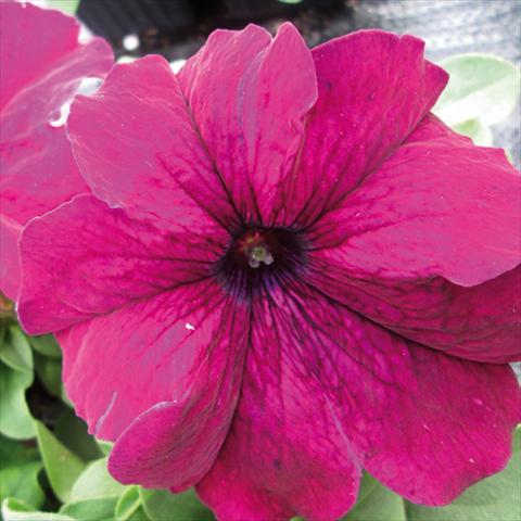 Photos von Blumenvarianten benutzt als: Topf und Beet Petunia grandiflora Duvet Burgundy