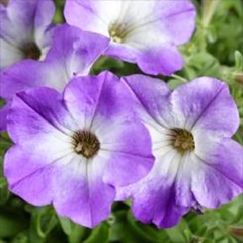 Photos von Blumenvarianten benutzt als: Topf und Beet Petunia hybrida Sanguna Patio Blue Morn