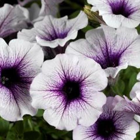 Photos von Blumenvarianten benutzt als: Topf und Beet Petunia hybrida Sanguna Patio Blue Vein