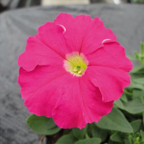 Photos von Blumenvarianten benutzt als: Topf und Beet Petunia milliflora Picobella Pink