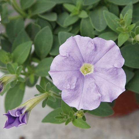 Photos von Blumenvarianten benutzt als: Topf und Beet Petunia milliflora Picobella Cascade Sky Blue