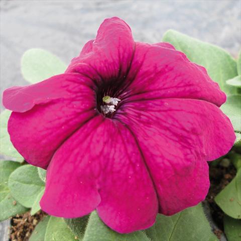 Photos von Blumenvarianten benutzt als: Topf und Beet Petunia multiflora Damask Purple