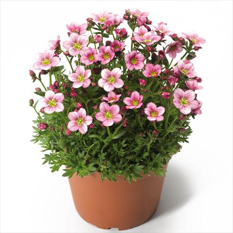 Photos von Blumenvarianten benutzt als: Topf Saxifraga x arendsii Alpino Pink