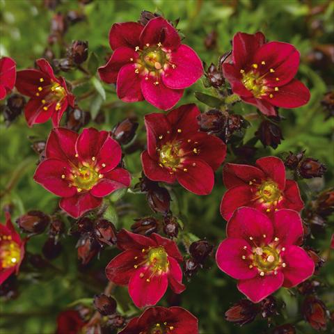 Photos von Blumenvarianten benutzt als: Topf Saxifraga x arendsii Alpino Red