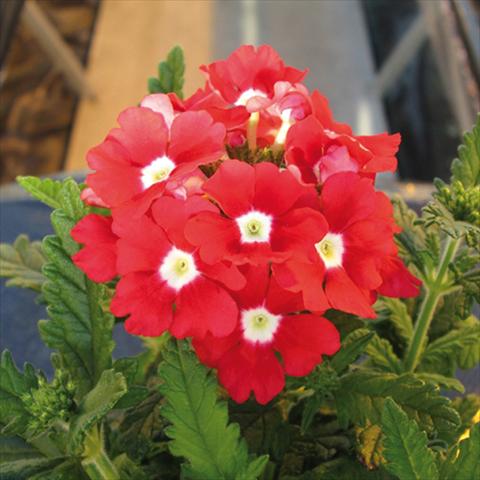 Photos von Blumenvarianten benutzt als: Topf und Beet Verbena hybrida Tuscany Scarlet with Eye