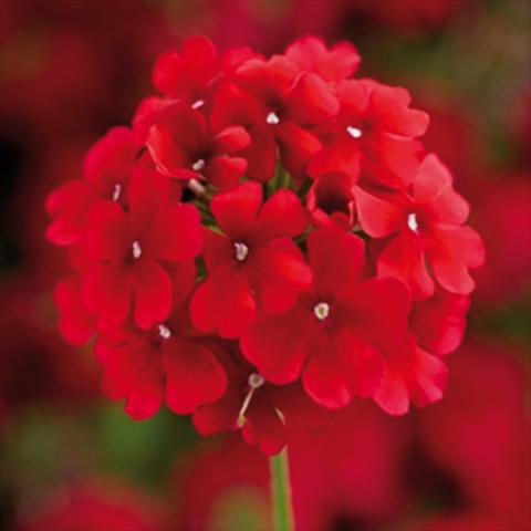 Photos von Blumenvarianten benutzt als: Topf und Beet Verbena hybrida Lanai Synchro Early Dark Red