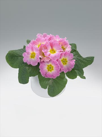 Photos von Blumenvarianten benutzt als: Ampel/Topf Primula acaulis, veris, vulgaris Mega Appleblossom