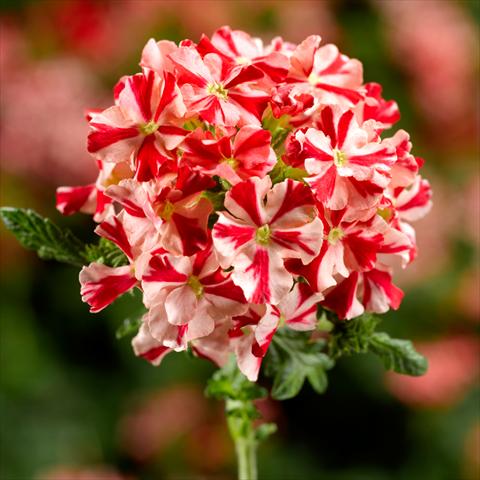 Photos von Blumenvarianten benutzt als: Topf und Beet Verbena hybrida Lanai Synchro Red Star