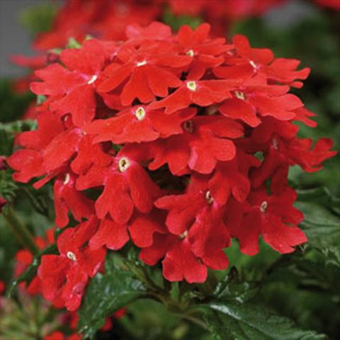 Photos von Blumenvarianten benutzt als: Topf und Beet Verbena hybrida Magelana Scarlet improved