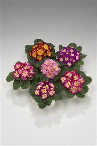 Photos von Blumenvarianten benutzt als: Ampel/Topf Primula acaulis, veris, vulgaris Mega Bicolor
