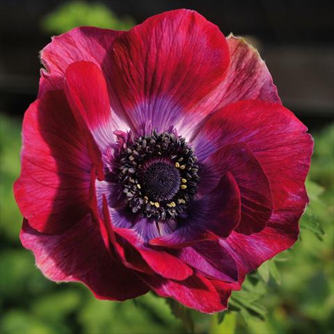 photo of flower to be used as: Cutflower Anemone coronaria L. Mistral® Bordeaux