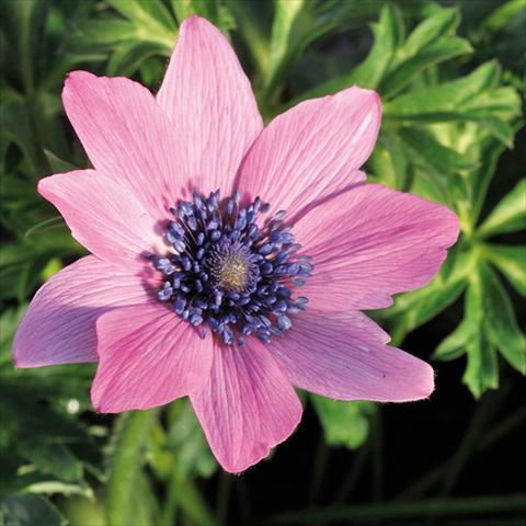 Photos von Blumenvarianten benutzt als: Schnittblume Anemone coronaria L. Linea Concerto® Fuchsia