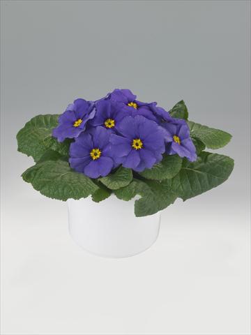 Photos von Blumenvarianten benutzt als: Ampel/Topf Primula acaulis, veris, vulgaris Mega Blue Shades