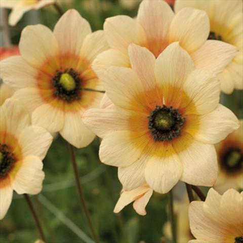 Photos von Blumenvarianten benutzt als: Schnittblume Anemone coronaria L. Linea Concerto® Giallo Crema