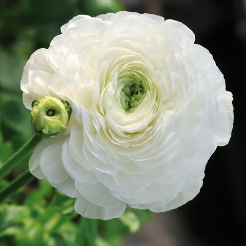 Photos von Blumenvarianten benutzt als: Schnittblume Ranunculus asiaticus Elegance® Bianco