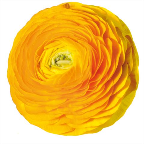 Photos von Blumenvarianten benutzt als: Schnittblume Ranunculus asiaticus Elegance® Giallo-2-10
