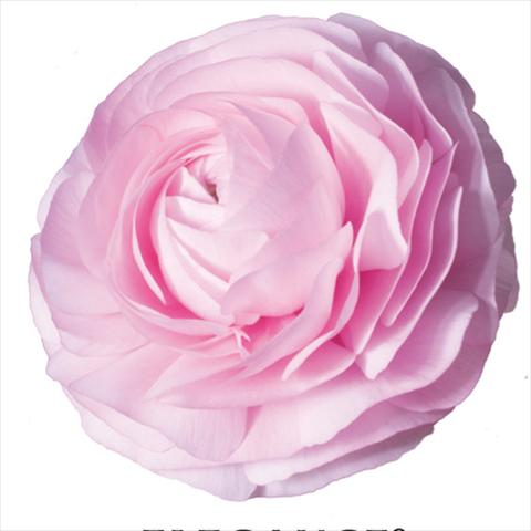 Photos von Blumenvarianten benutzt als: Schnittblume Ranunculus asiaticus Elegance® Rosa Chiaro 1P10