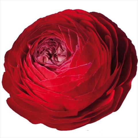Photos von Blumenvarianten benutzt als: Schnittblume Ranunculus asiaticus Elegance® Rosso 154-10