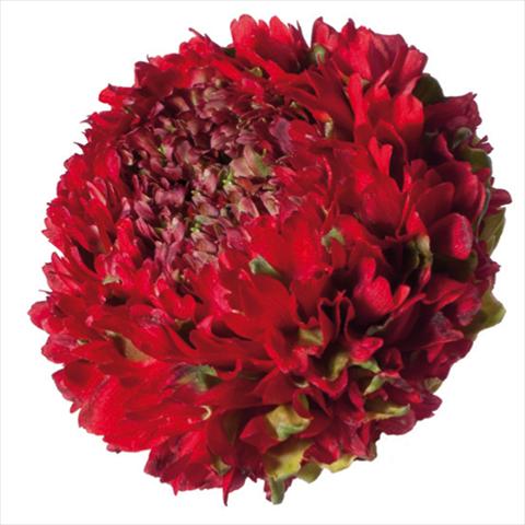 Photos von Blumenvarianten benutzt als: Schnittblume Ranunculus asiaticus Pon-Pon® Draco