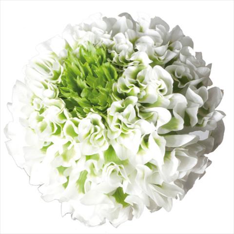 Photos von Blumenvarianten benutzt als: Schnittblume Ranunculus asiaticus Pon-Pon® Igloo