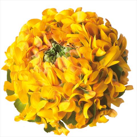 Photos von Blumenvarianten benutzt als: Schnittblume Ranunculus asiaticus Pon-Pon® Merlino