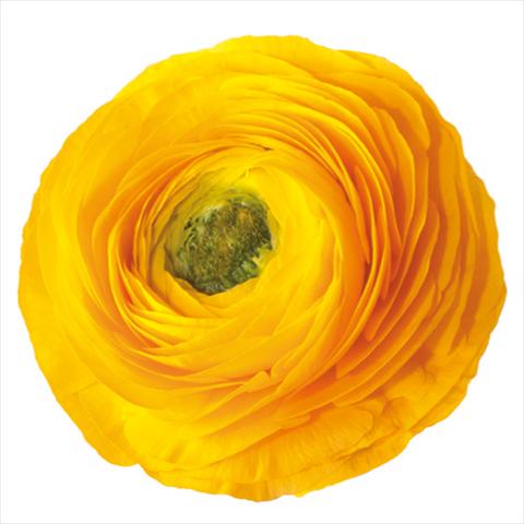 Photos von Blumenvarianten benutzt als: Schnittblume Ranunculus asiaticus Success® Edison