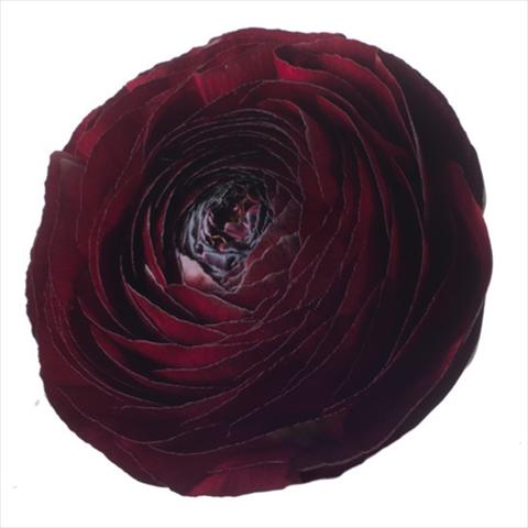 Photos von Blumenvarianten benutzt als: Schnittblume Ranunculus asiaticus Success® Nerone
