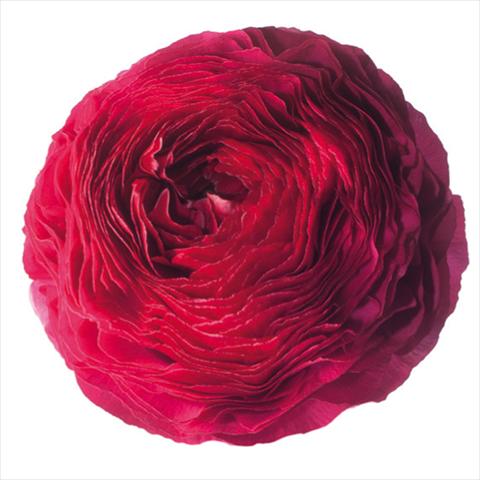 Photos von Blumenvarianten benutzt als: Schnittblume Ranunculus asiaticus Success® Passion