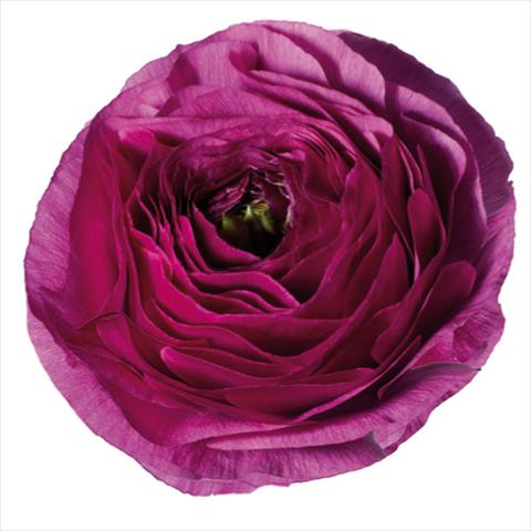 Photos von Blumenvarianten benutzt als: Schnittblume Ranunculus asiaticus Success® Renoir