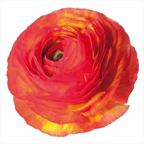 Photos von Blumenvarianten benutzt als: Schnittblume Ranunculus asiaticus Success® Swami