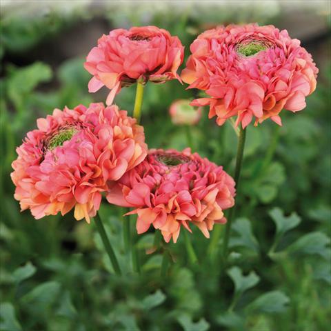 Photos von Blumenvarianten benutzt als: Schnittblume Ranunculus asiaticus Pon-Pon® Minerva