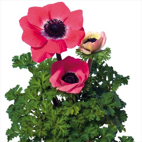 Photos von Blumenvarianten benutzt als: Schnittblume Anemone coronaria L. Mistral Plus® Rosa Shokking