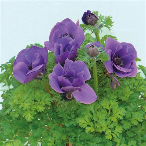 Photos von Blumenvarianten benutzt als: Schnittblume Anemone coronaria L. Pandora® Blu