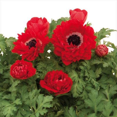 Photos von Blumenvarianten benutzt als: Schnittblume Anemone coronaria L. Pandora® Doppio-Rosso