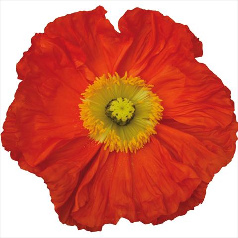 Photos von Blumenvarianten benutzt als: Schnittblume Papaver nudicaule Colibrì® Arancio