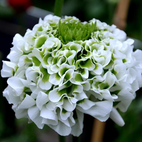 Photos von Blumenvarianten benutzt als: Schnittblume Ranunculus asiaticus Pon-Pon® Silente