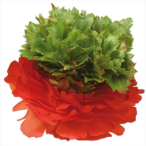 Photos von Blumenvarianten benutzt als: Schnittblume Ranunculus asiaticus Success® Camporosso