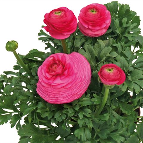 Photos von Blumenvarianten benutzt als: Schnittblume Ranunculus asiaticus Millepetali® Rosa scuro