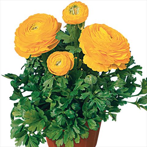Photos von Blumenvarianten benutzt als: Schnittblume Ranunculus asiaticus Pratolino® Giallo