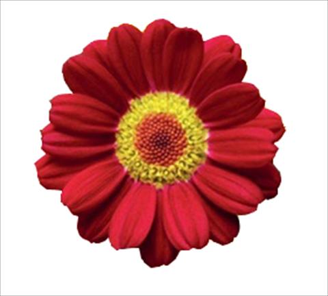 Photos von Blumenvarianten benutzt als: Topf und Beet Argyranthemum frutescens Molimba® L Red